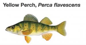Image result for Perca flavescens