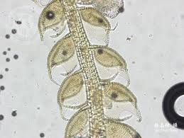 Attēlu rezultāti vaicājumam “Nowellia curvifolia”