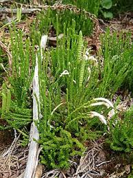 Attēlu rezultāti vaicājumam “Lycopodium dubium”