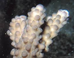 Attēlu rezultāti vaicājumam “Chara rudis”