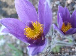 Attēlu rezultāti vaicājumam “Pulsatilla”