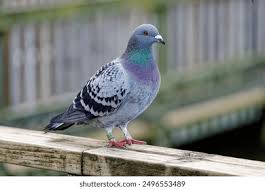 Attēlu rezultāti vaicājumam “Columba livia f. domestica”