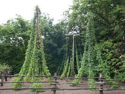 Attēlu rezultāti vaicājumam “Humulus lupulus”