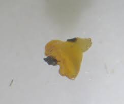 Attēlu rezultāti vaicājumam “Fuligo leviderma macro”