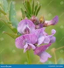 Attēlu rezultāti vaicājumam “Vicia sepium flower”