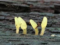 Attēlu rezultāti vaicājumam “Calocera glossoides”