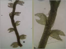 Attēlu rezultāti vaicājumam “Cladopodiella fluitans”
