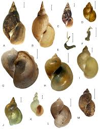 Attēlu rezultāti vaicājumam “Lymnaea stagnalis”