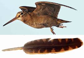 Attēlu rezultāti vaicājumam “Scolopax rusticola nest”