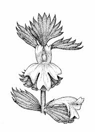 Image result for Euphrasia stricta