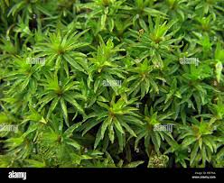 Attēlu rezultāti vaicājumam “Atrichum undulatum sporophyte”