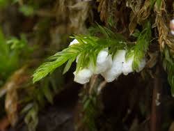 Attēlu rezultāti vaicājumam “Rimbachia neckerae”