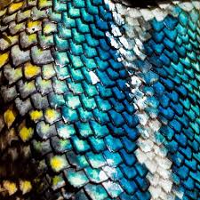 Image result for reptile scales