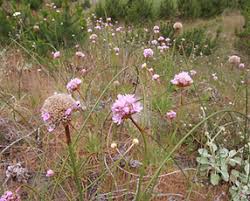 Attēlu rezultāti vaicājumam “Plumbaginaceae”