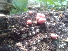 Attēlu rezultāti vaicājumam “Lycogala exiguum aggr. spores”