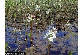 Attēlu rezultāti vaicājumam “Sphagnum cuspidatum”