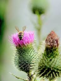 Attēlu rezultāti vaicājumam “Cirsium vulgare”