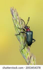 Attēlu rezultāti vaicājumam “Gaurotes virginea”