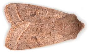 Attēlu rezultāti vaicājumam “Orthosia cerasi”