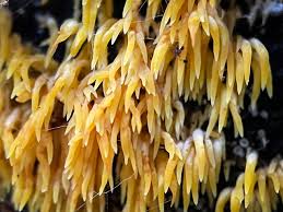 Attēlu rezultāti vaicājumam “Mucronella calva”