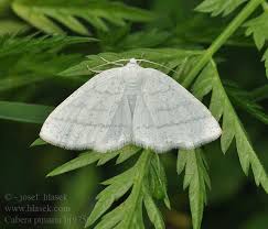 Attēlu rezultāti vaicājumam “Cabera pusaria”