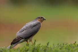 Attēlu rezultāti vaicājumam “Accipiter nisus female”