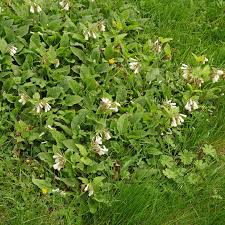 Attēlu rezultāti vaicājumam “Symphytum grandiflorum”