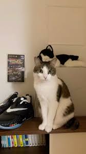 猫次郎o에 대한 이미지 검색결과