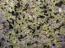 Attēlu rezultāti vaicājumam “Calicium viride”