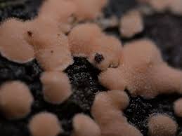 Attēlu rezultāti vaicājumam “Aleurodiscus amorphus”