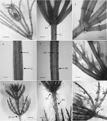 Attēlu rezultāti vaicājumam “Chara filiformis”
