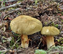 Attēlu rezultāti vaicājumam “Xerocomus subtomentosus”