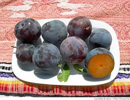 Attēlu rezultāti vaicājumam “Rosa subcanina fruit”