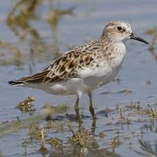 Attēlu rezultāti vaicājumam “Calidris minuta”