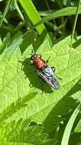 Attēlu rezultāti vaicājumam “Clitellaria ephippium”