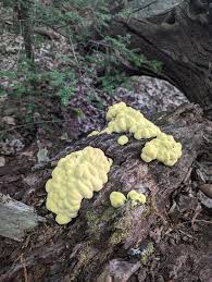 Attēlu rezultāti vaicājumam “Laetiporus sulphureus”