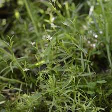 Attēlu rezultāti vaicājumam “Stellaria longifolia”