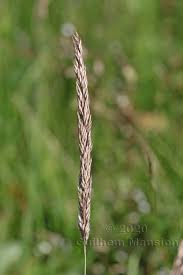 Attēlu rezultāti vaicājumam “Holcus mollis”