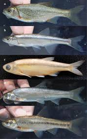 Image result for Salmo ciscaucasicus