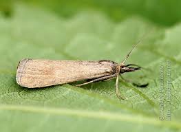 Attēlu rezultāti vaicājumam “Hypochalcia ahenella”