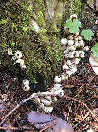 Attēlu rezultāti vaicājumam “Campylopus pyriformis sporophyte”