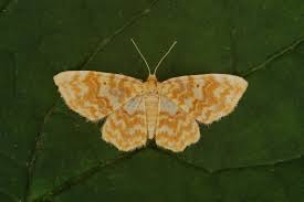 Attēlu rezultāti vaicājumam “Hydrelia flammeolaria”