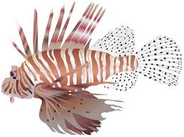 Image result for Pterois volitans