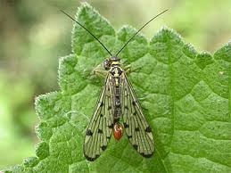 Attēlu rezultāti vaicājumam “Panorpa communis imago”