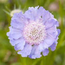 Image result for scabiosa caucasica
