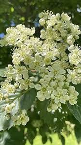 Attēlu rezultāti vaicājumam “Sorbus intermedia”
