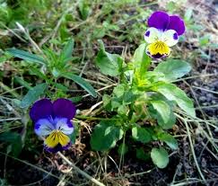 Attēlu rezultāti vaicājumam “Viola tricolor flower”