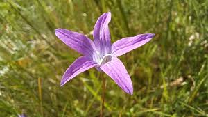 Image result for Campanula patula