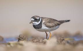 Attēlu rezultāti vaicājumam “Charadrius hiaticula adult”