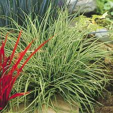 Attēlu rezultāti vaicājumam “Carex scandinavica”